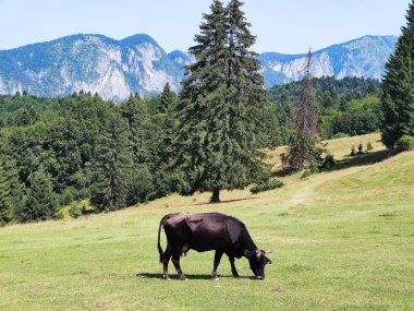 Bir sürü yeşil ağaç ve büyük bir inek.