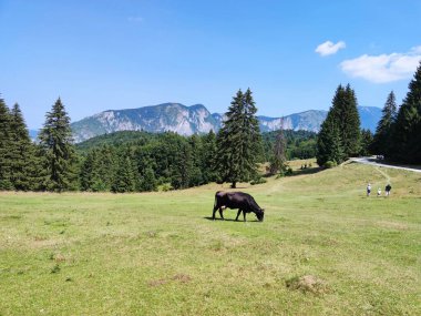 Dağ manzarası harika.