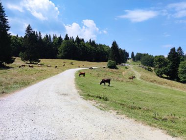 Dağlarda otlayan bir koyun sürüsü
