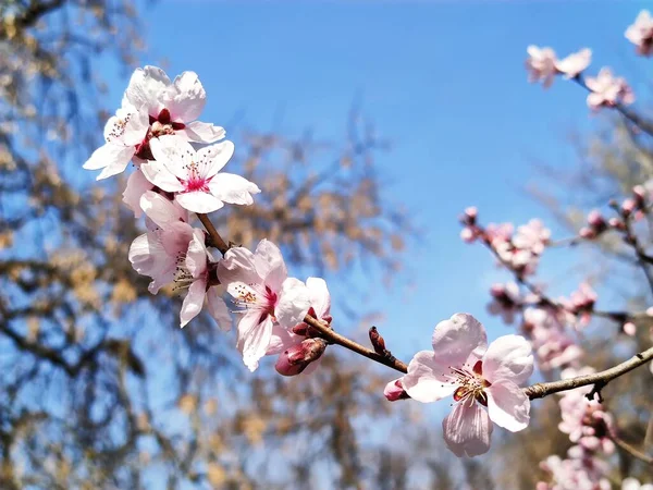 Piękne Kwitnące Sakura Wiosennym Ogrodzie — Zdjęcie stockowe