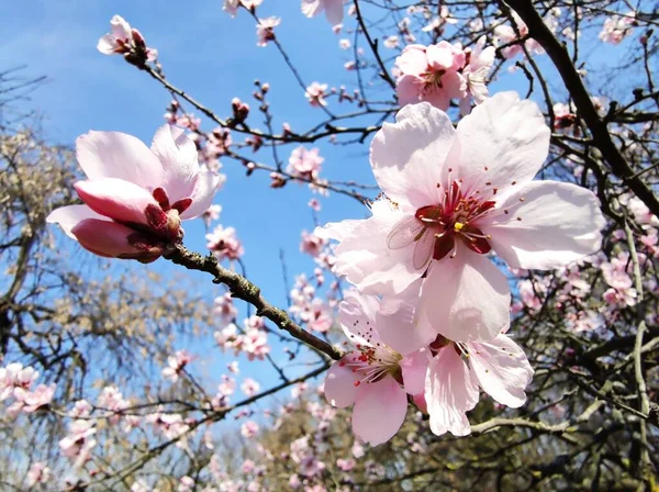 Piękne Kwitnące Sakura Wiosennym Ogrodzie — Zdjęcie stockowe