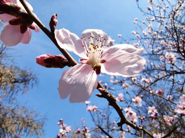 Piękne Kwitnące Sakura Wiosennym Ogrodzie — Zdjęcie stockowe