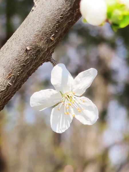 Belles Fleurs Blanches Dans Jardin — Photo