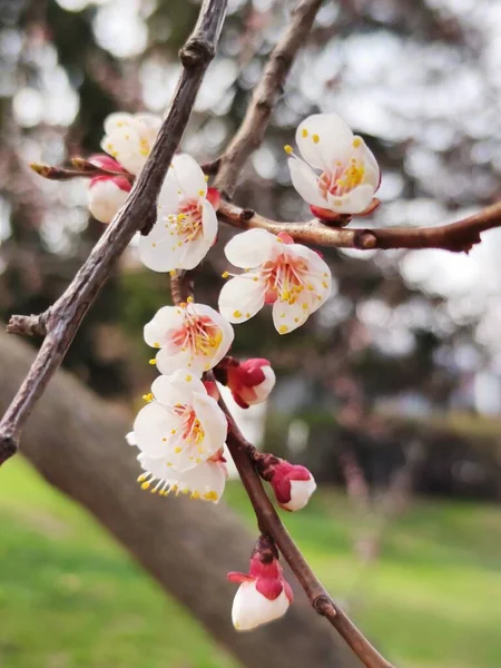 Красива Квітуча Яблуня Навесні — стокове фото