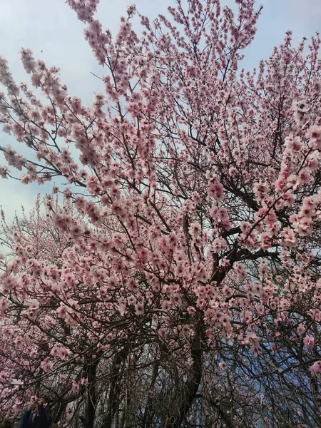 Sakura Kwiaty Wiosną — Zdjęcie stockowe