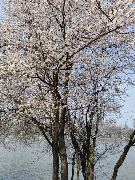 Sakura Floresce Primavera — Fotografia de Stock