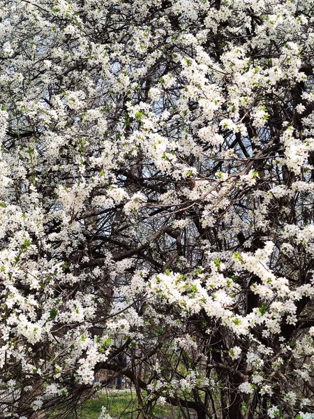 Fleurs Blanches Fleurissent Printemps Dans Parc Avec Une Belle Journée — Photo
