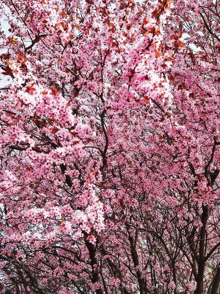 Bahçedeki güzel pembe sakura çiçekleri