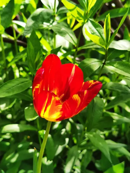 Красный Тюльпан Саду — стоковое фото