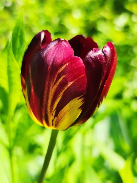 Красный Цветок Тюльпана Размытом Фоне — стоковое фото