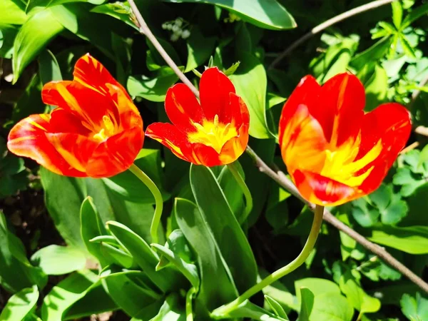 Красивые Тюльпаны Растут Саду — стоковое фото