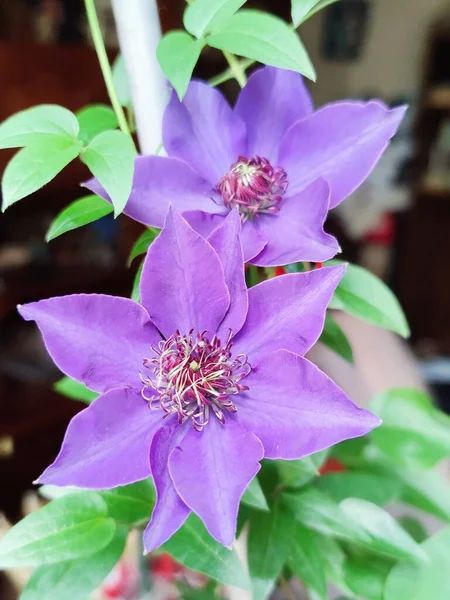 Güzel Clematis çiçekleri bahçede
