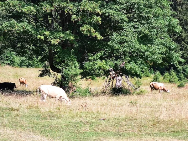 Stado Krów Pasących Się Zielonej Trawie — Zdjęcie stockowe