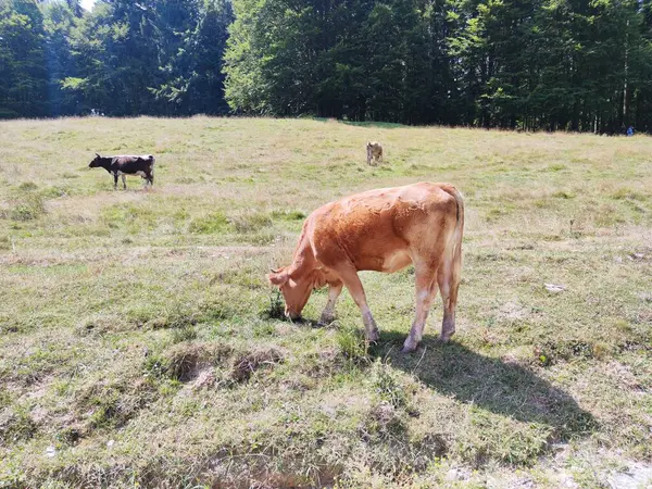 Een Kudde Koeien Die Grazen Het Weiland — Stockfoto