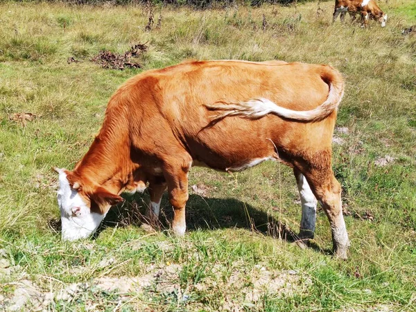 Vache Dans Pâturage — Photo