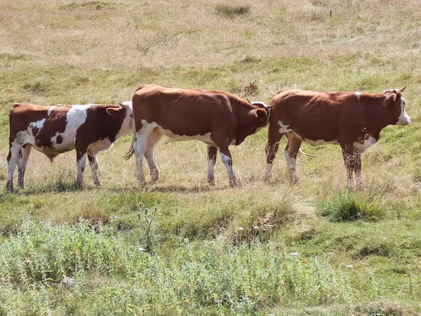 Groupe Vaches Sur Une Prairie Près Champ Vert — Photo