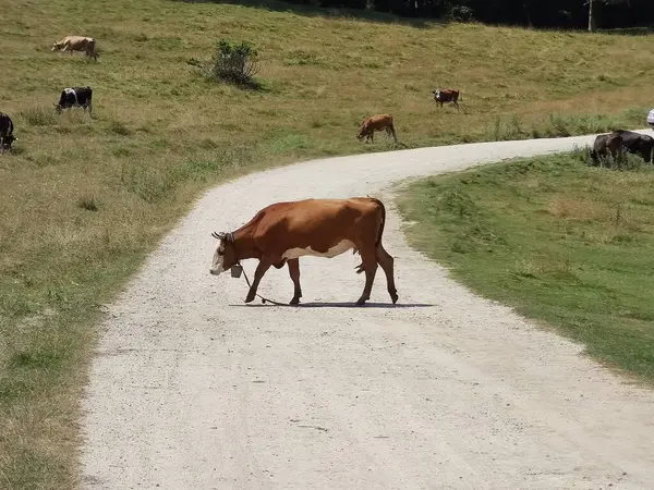 Een Kudde Koeien Die Grazen Een Groene Weide — Stockfoto