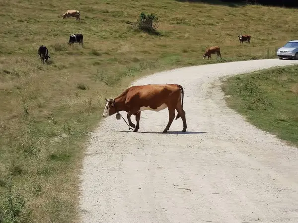 Корови Полі — стокове фото