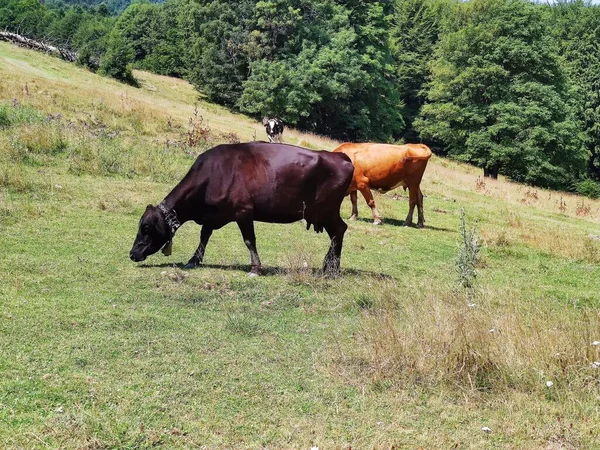 Корови Пасуться Лузі — стокове фото