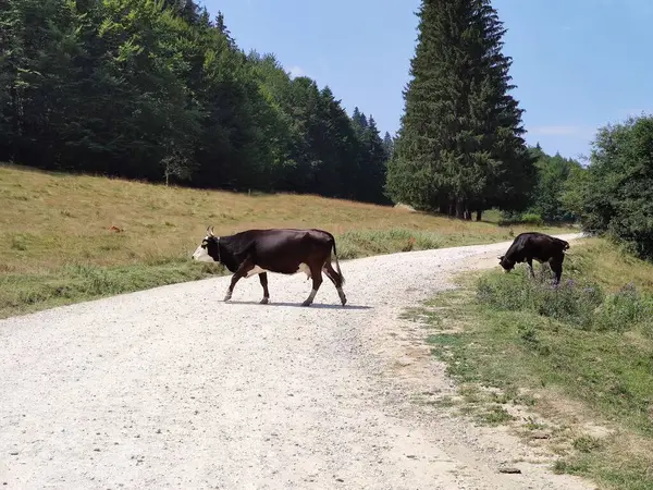 Een Kudde Koeien Die Grazen Bij Berg — Stockfoto