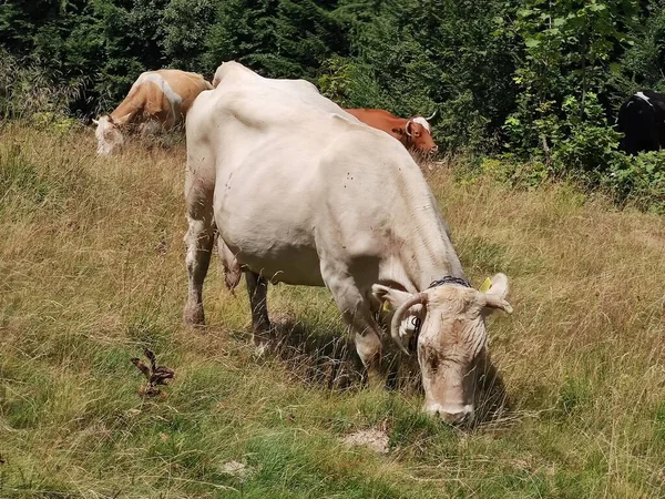 Корови Пасуться Зеленому Пасовищі — стокове фото