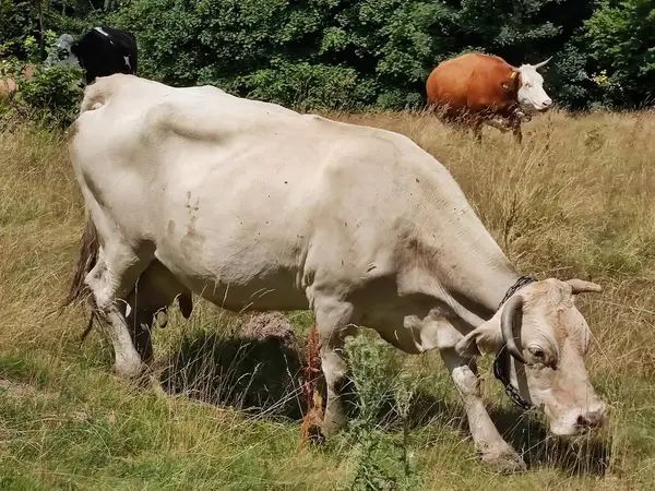 Біла Худоба Лузі Корови Корови — стокове фото