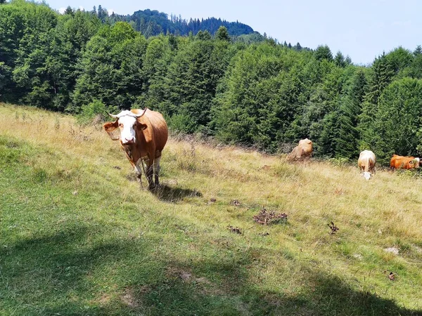 Kudde Koeien Grazend Groen Gras Het Platteland Van Romania — Stockfoto