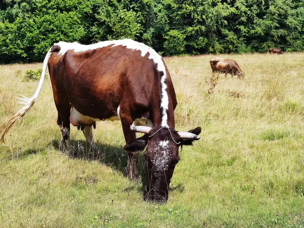 Корова Фермі Пасовища — стокове фото
