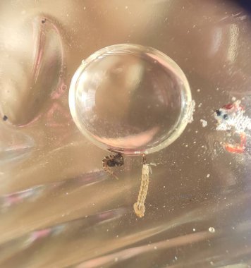 Aedes Albopictus sivrisinek larvalarının yakın plan çekimi.