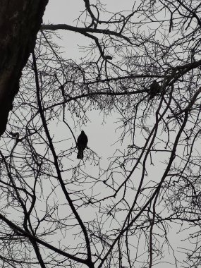 Ormandaki ağaç dalları ve Turdus merula kuşu