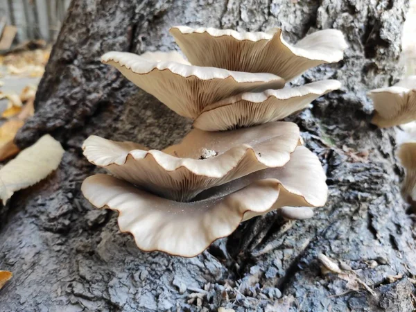 Cogumelos Pleurotus Crescendo Madeira Decomposição — Fotografia de Stock