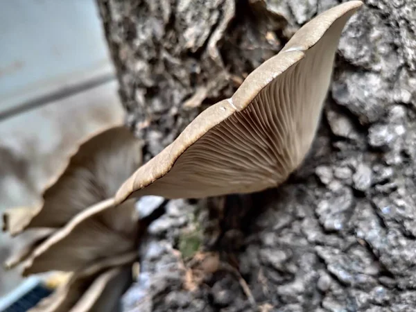 Pleurotus mantarı tahtada, tatil konsepti.