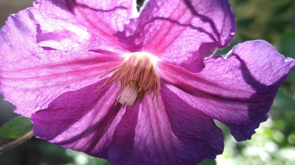 Beautiful Botanical Shot Clematis Flower Natural Wallpaper — Stock Photo, Image