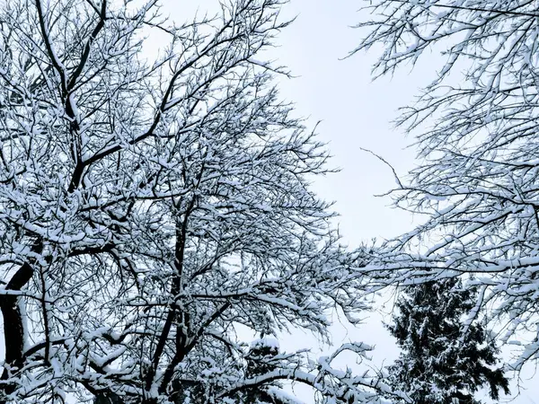 Strom Pokrytý Sněhem Stromy Lese — Stock fotografie