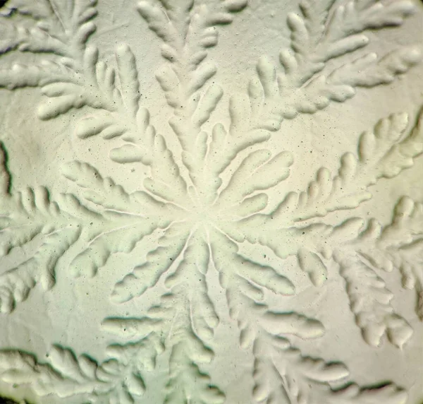 Fractal pattern growth of Bacillus subtilis bacteria under the microscope