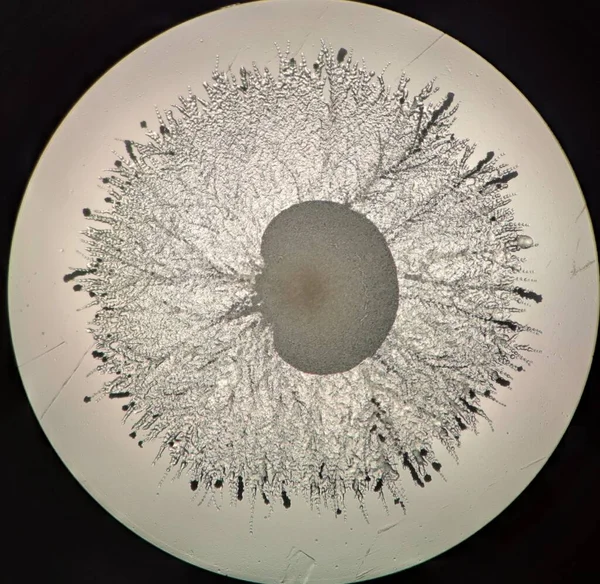 Fractal pattern fungal colony under the microscope