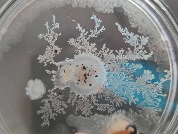 Bacillus sutilis Collony 'nin güzel büyümesi.