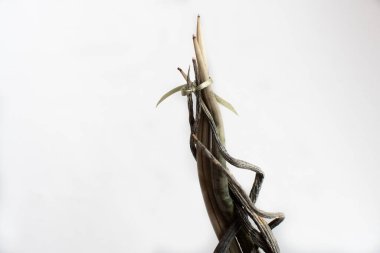Beyaz arka planda kaybolan Sansevieria silindirik yapraklarının yakın çekimi. Sansevieria çiçekli çömlek beyaza izole edilmiş. Minimalist ev dekorasyonu konsepti. Ev ve bahçe, bahçe..