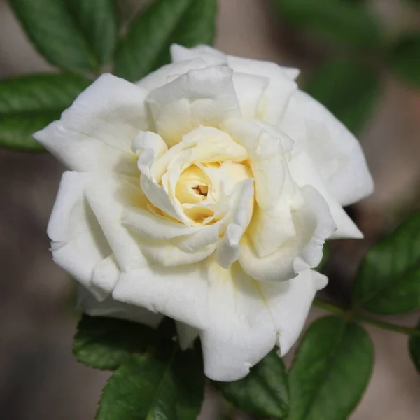 Petals White Rose Garden — Stock Photo, Image
