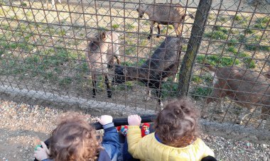 Çocuklar çiftlikteki bebek arabasında keçilerle