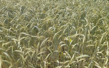 Baharda tarım alanında buğday kulakları