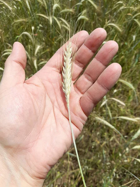 Orelha Milho Nas Mãos Homem Campo Agrícola — Fotografia de Stock