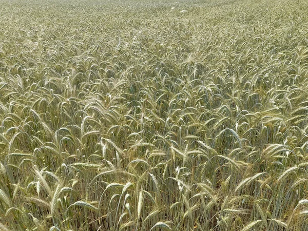 Oreilles Blé Dans Champ Agricole Printemps — Photo