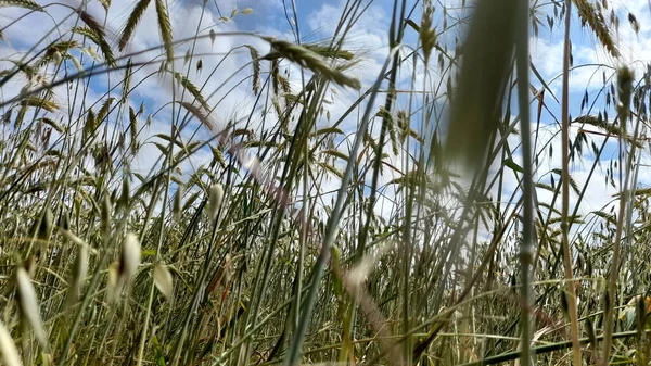 Вуха Пшениці Сільськогосподарському Полі Навесні — стокове фото
