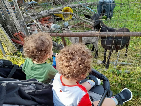 Дети Коляске Ферме Козами — стоковое фото