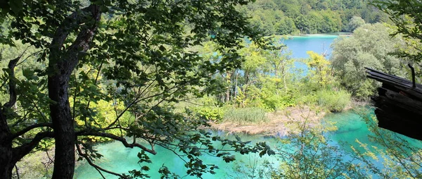 夏天自然公园里的湖 — 图库照片