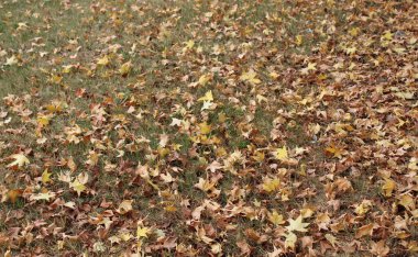 Bir sonbahar gününde yapraklarla kaplı çimenler.