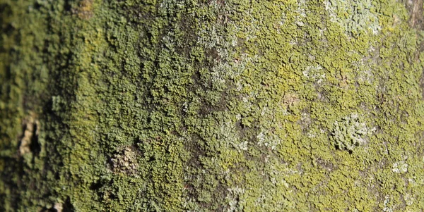 树干上面向北方的绿色苔藓 — 图库照片