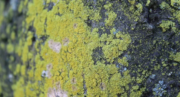 Musgo Verde Tronco Árvore Virado Para Norte — Fotografia de Stock