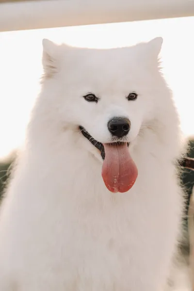 Egy Nagy Fehér Samoyed Kutya Mólón Jacht Mellett — Stock Fotó